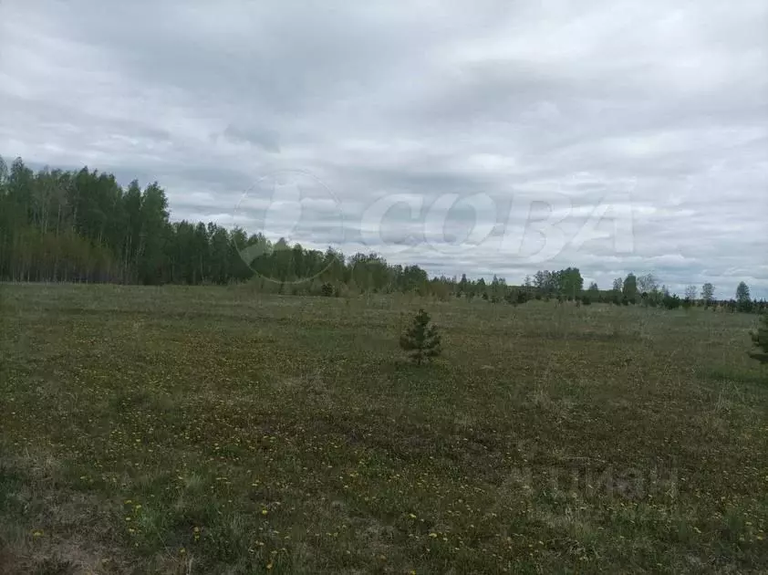 Участок в Тюменская область, Тюменский район, д. Елань Васильковая ул. ... - Фото 0