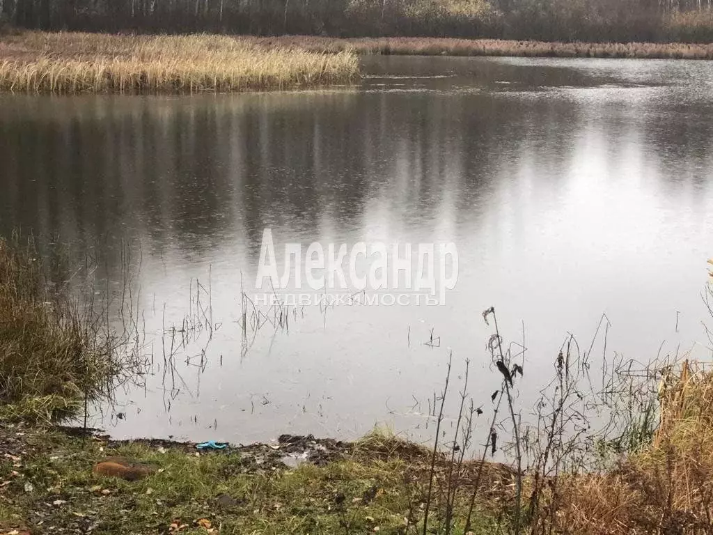 Участок в Ленинградская область, Выборгский район, Приморское ... - Фото 2