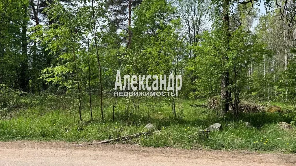 Участок в Ленинградская область, Приозерский район, Ларионовское ... - Фото 1