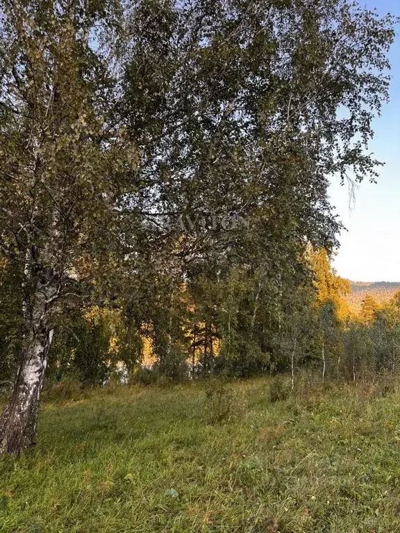 Участок в Алтай, Чемальский район, с. Анос Центральная ул., 41 (24.0 ... - Фото 1