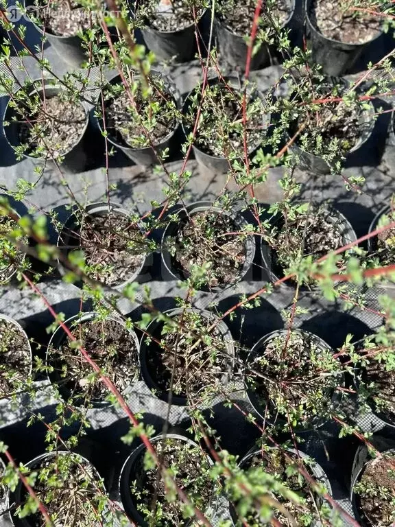 Производственное помещение (69136 м) - Фото 2