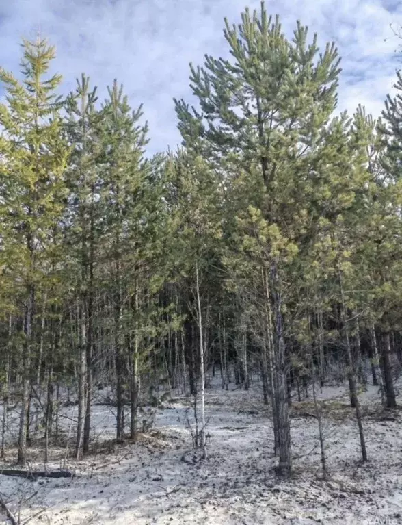 Участок в Бурятия, Кабанский район, с. Заречье  (319.0 сот.) - Фото 2