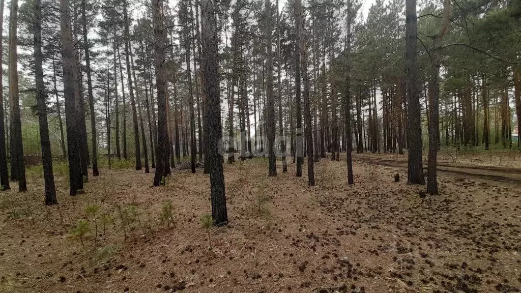 Участок в Забайкальский край, Читинский район, с. Смоленка  (8.1 сот.) - Фото 1