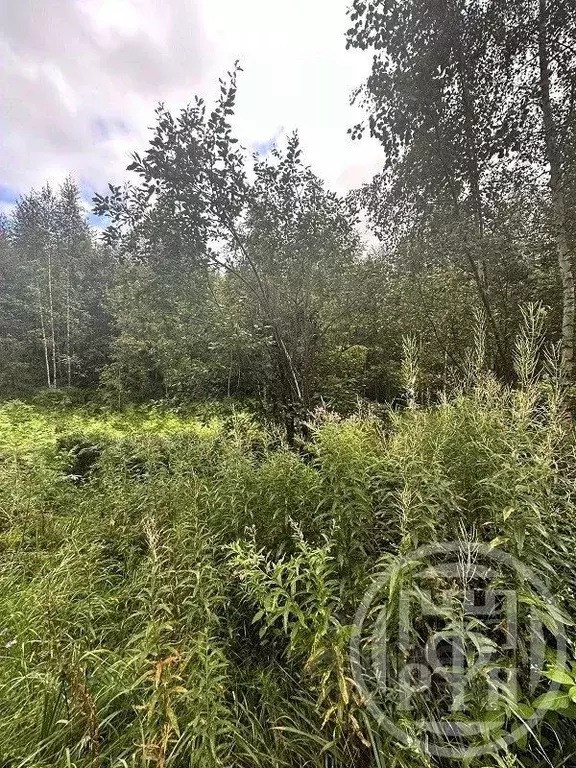 Участок в Ленинградская область, Всеволожский район, Рахьинское ... - Фото 1