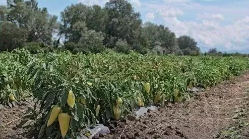 Участок в Астраханская область, Приволжский район, пос. Пойменный ул. ... - Фото 1