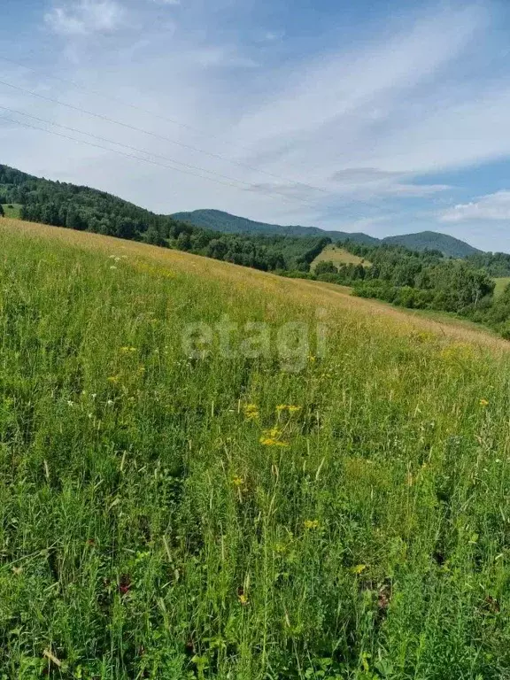 Участок в Алтайский край, Алтайский район, с. Макарьевка  (2951.9 ... - Фото 1