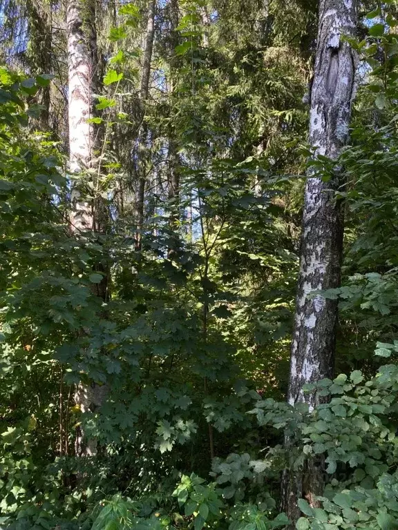 Участок в Московская область, Дмитровский муниципальный округ, ... - Фото 1