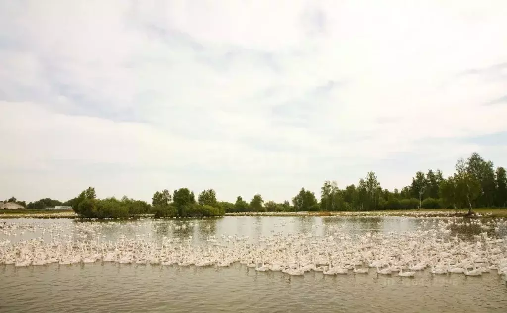 Склад в Курганская область, Катайск ул. Давыдова, 19 (43584 м) - Фото 1