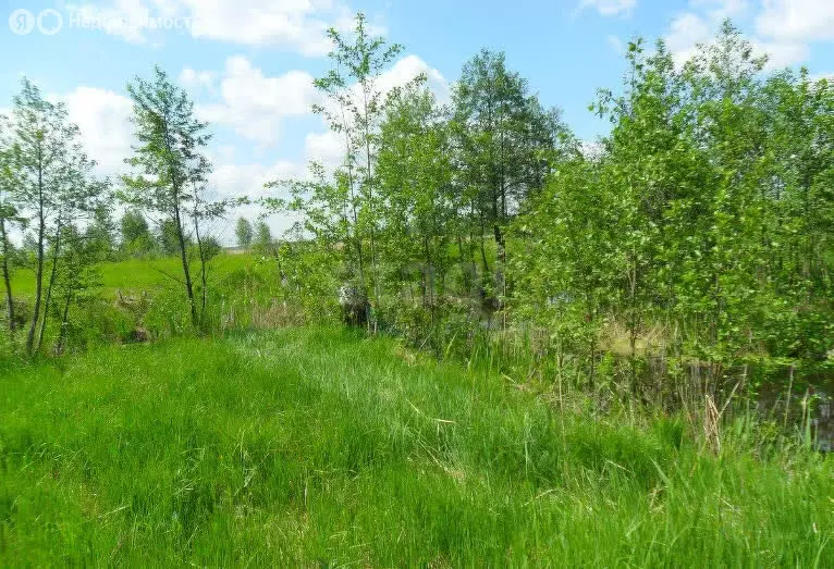 Участок в Новосибирск, СТ Берёзовая Роща (5.71 м) - Фото 0