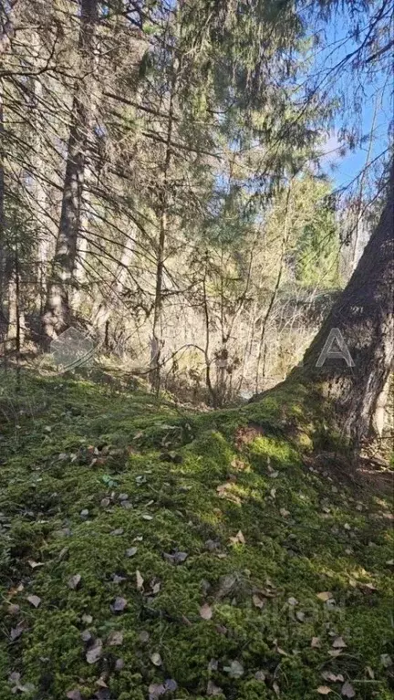 Участок в Свердловская область, Тугулымский муниципальный округ, с. ... - Фото 2