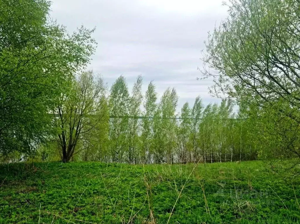 Участок в Ярославская область, Угличский муниципальный округ, с. ... - Фото 2