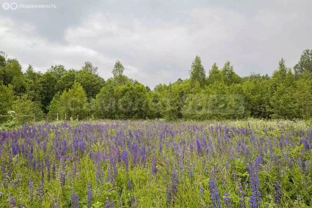 Участок в Московская область, муниципальный округ Шаховская, посёлок ... - Фото 1