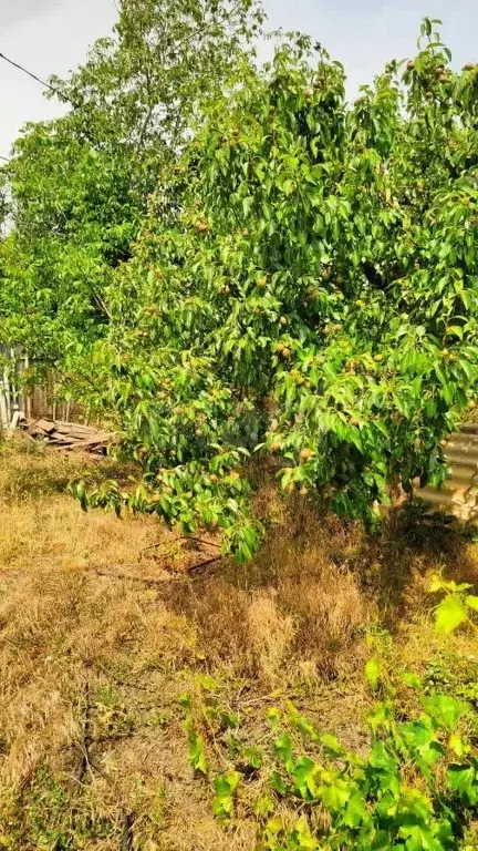 Участок в Ростовская область, Таганрог  (6.51 сот.) - Фото 2