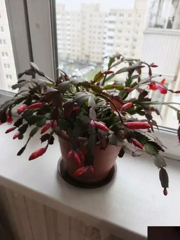 3-к кв. Санкт-Петербург, Санкт-Петербург, Красное Село Геологическая ... - Фото 1