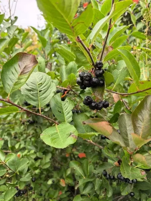 Дом в Башкортостан, Стерлитамакский район, с. Наумовка Ашкадарская ... - Фото 2