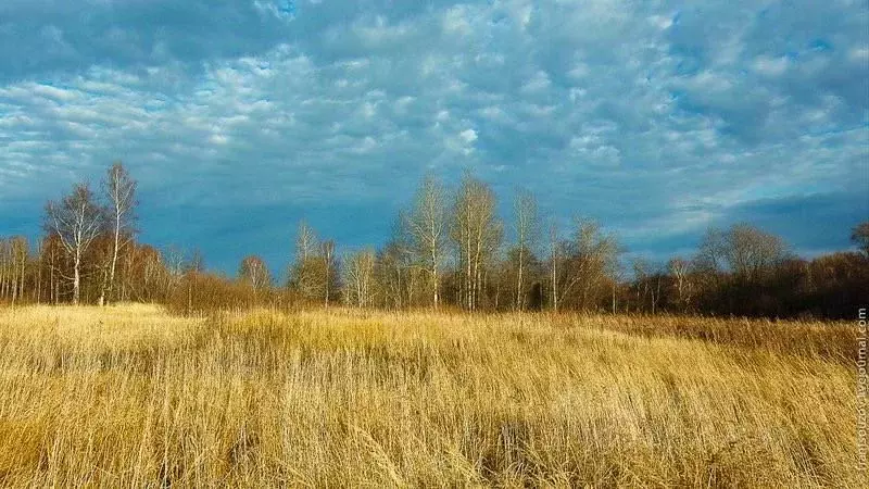 Участок в Тверская область, Ржевский муниципальный округ, пос. ... - Фото 1