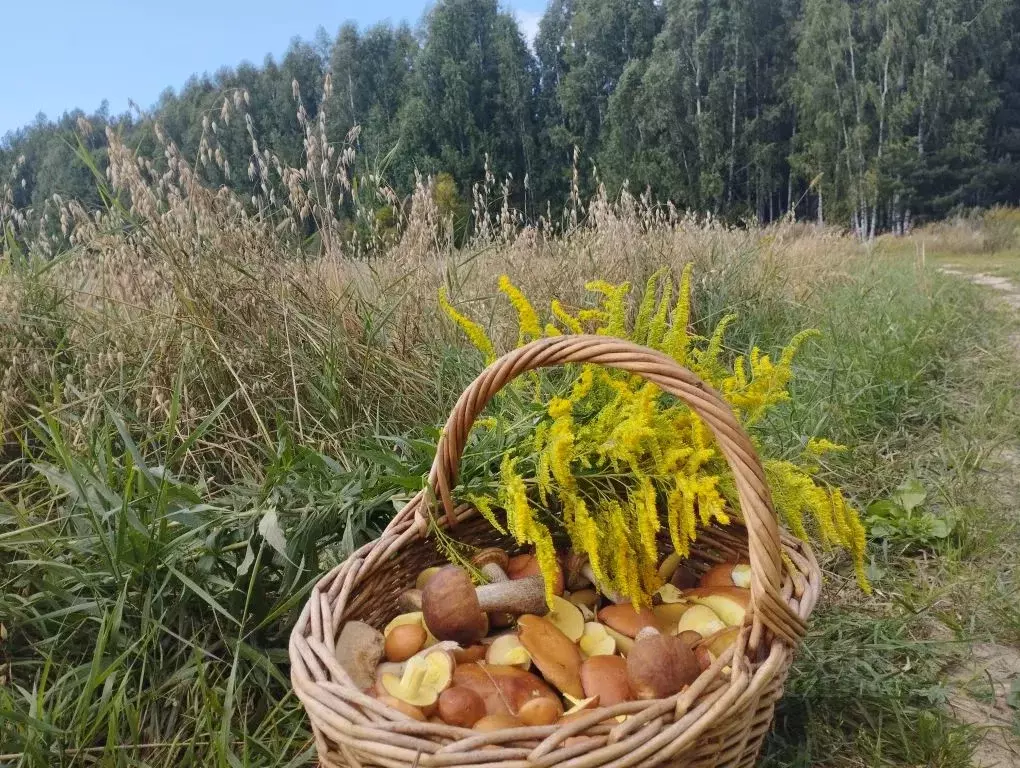 Дом в Нижегородская область, Сокольский муниципальный округ, д. Демаки ... - Фото 2