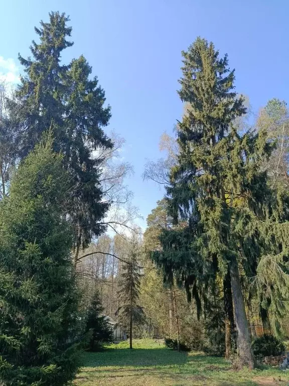 Участок в Московская область, Пушкинский городской округ, Черкизово ... - Фото 2