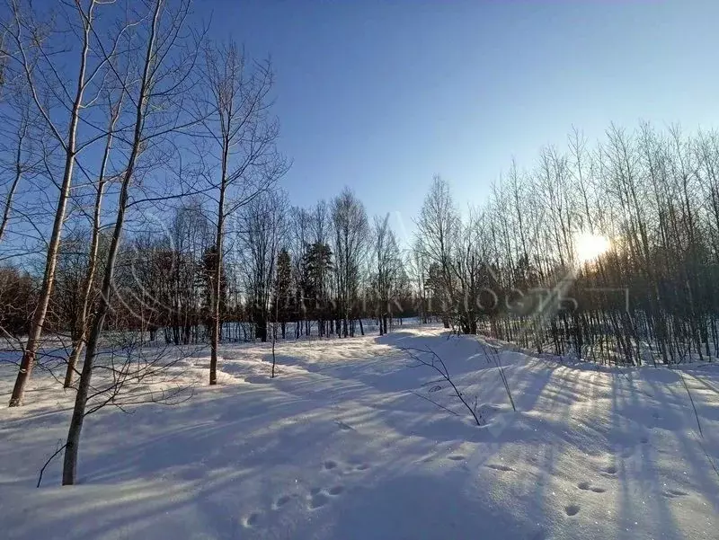 Участок в Ленинградская область, Выборг ш. Калининское (10.0 сот.) - Фото 1