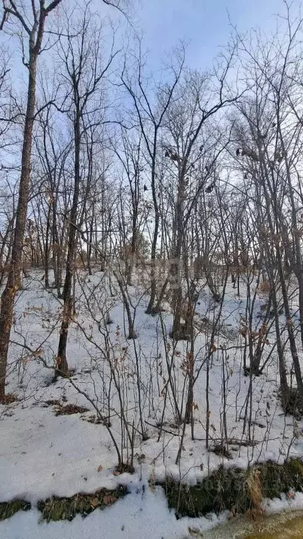 Участок в Амурская область, Благовещенский район, с. Чигири ул. ... - Фото 1