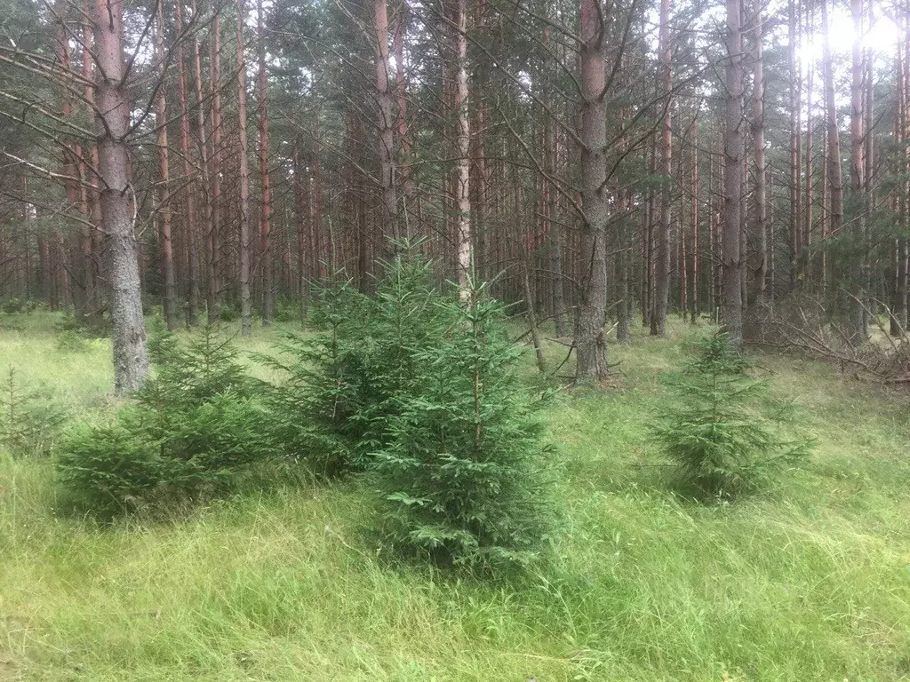 участок в тверская область, калининский муниципальный округ, д. . - Фото 1