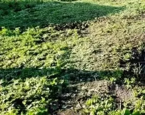 Участок в Кемеровская область, Кемерово ул. Лутугина (13.78 сот.) - Фото 1