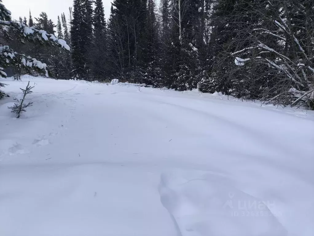Участок в Пермский край, Пермский муниципальный округ, д. Усть-Тары ... - Фото 1