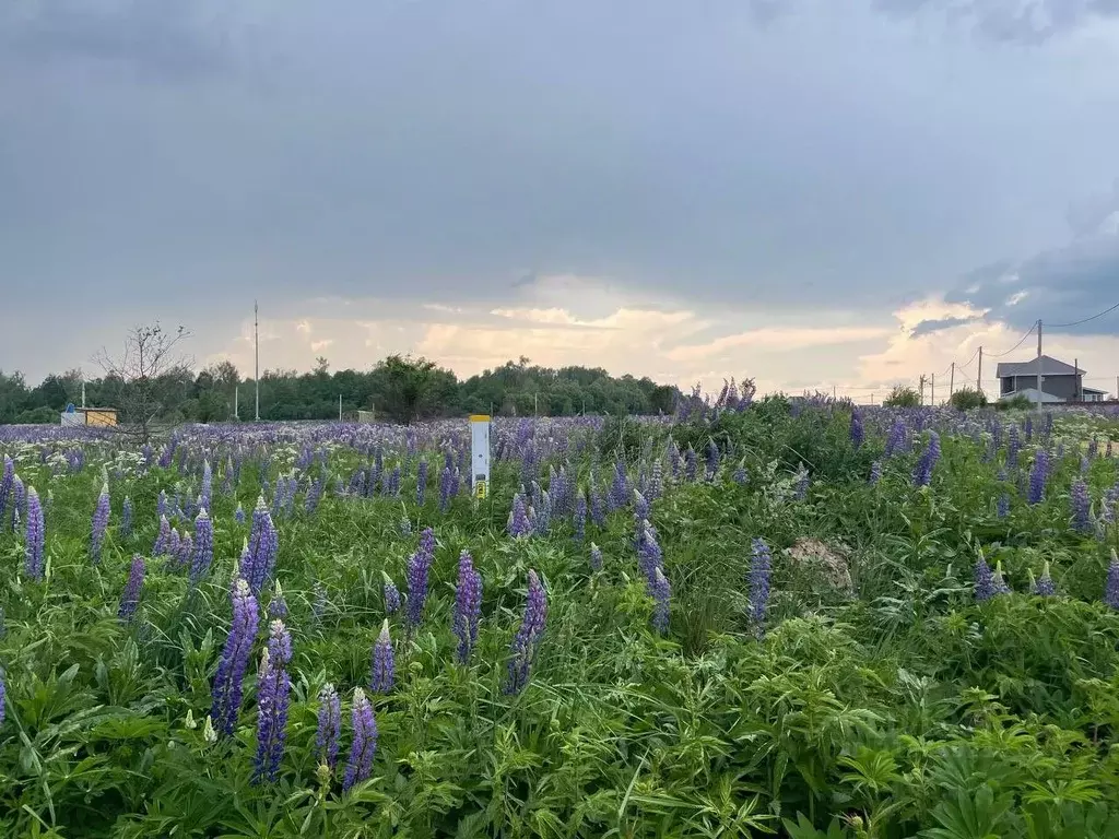 Участок в Московская область, Воскресенск городской округ, с. Невское ... - Фото 0