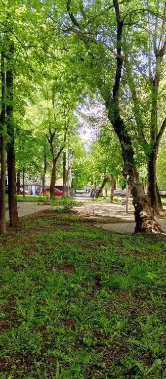 Апартаменты-студия, 23,6 м, 1/7 эт. - Фото 0