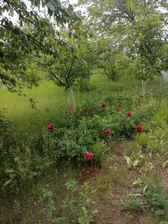 Участок в Ростовская область, Азовский район, Новоалександровка хут.  ... - Фото 1