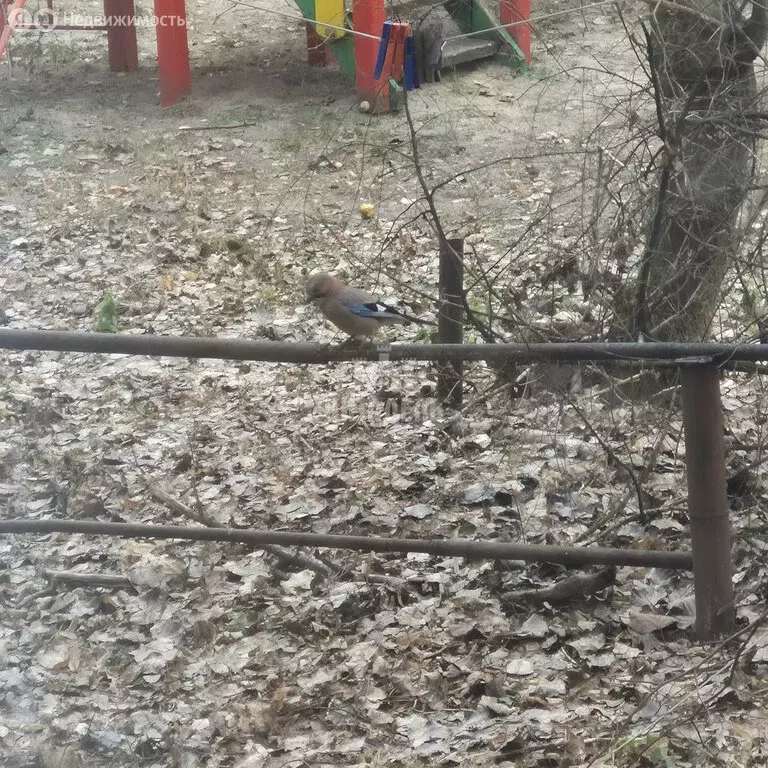 1-комнатная квартира: Воронеж, Острогожская улица, 67В (31.7 м) - Фото 2