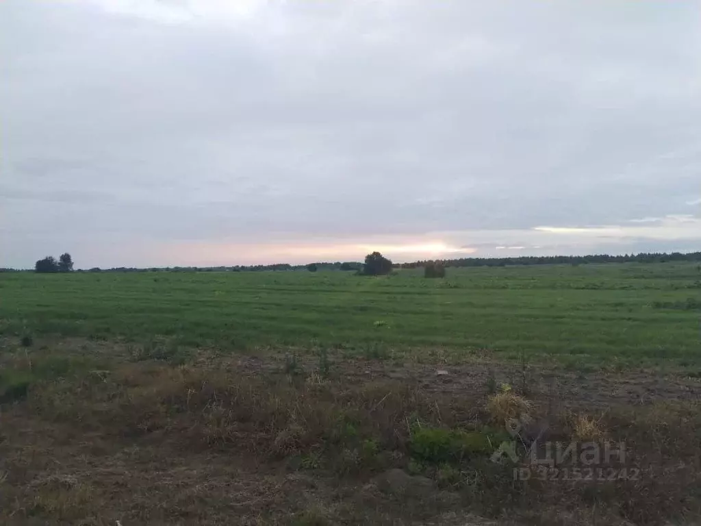 Участок в Ярославская область, Борисоглебский муниципальный округ, ... - Фото 1