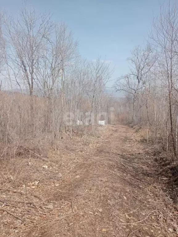 Участок в Приморский край, Надеждинский район, Ручеек-1 СНТ  (10.0 ... - Фото 0