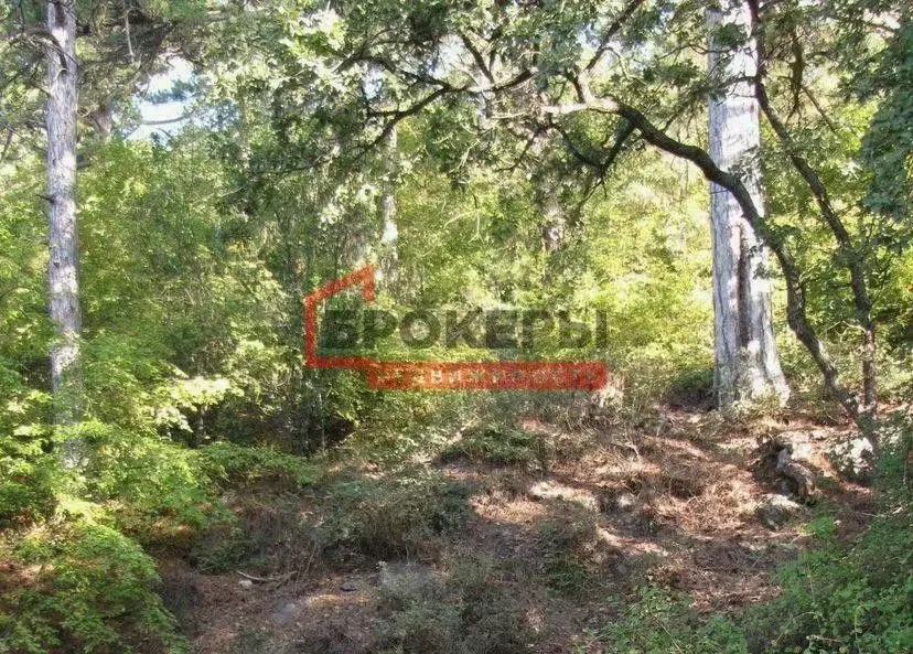 Участок в Крым, Ялта муниципальный округ, Восход пгт ул. Наташинская ... - Фото 2