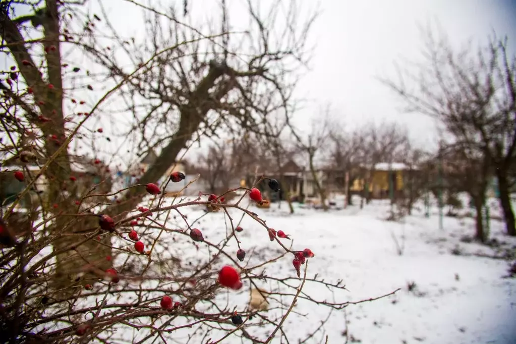 Дом в Волгоградская область, Волжский Цветущий сад СНТ, ул. ... - Фото 1