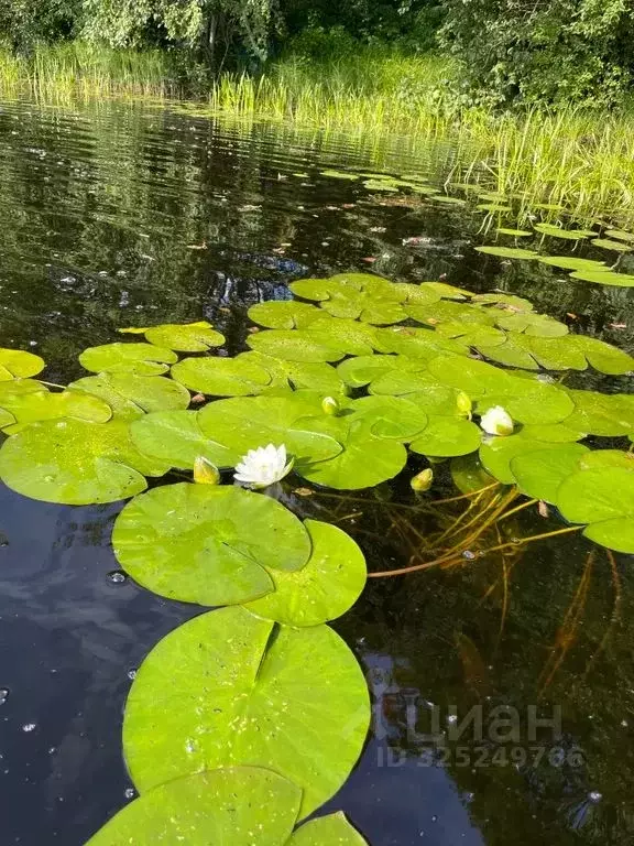 Дом в Новгородская область, Окуловский район, Турбинное с/пос, д. ... - Фото 2