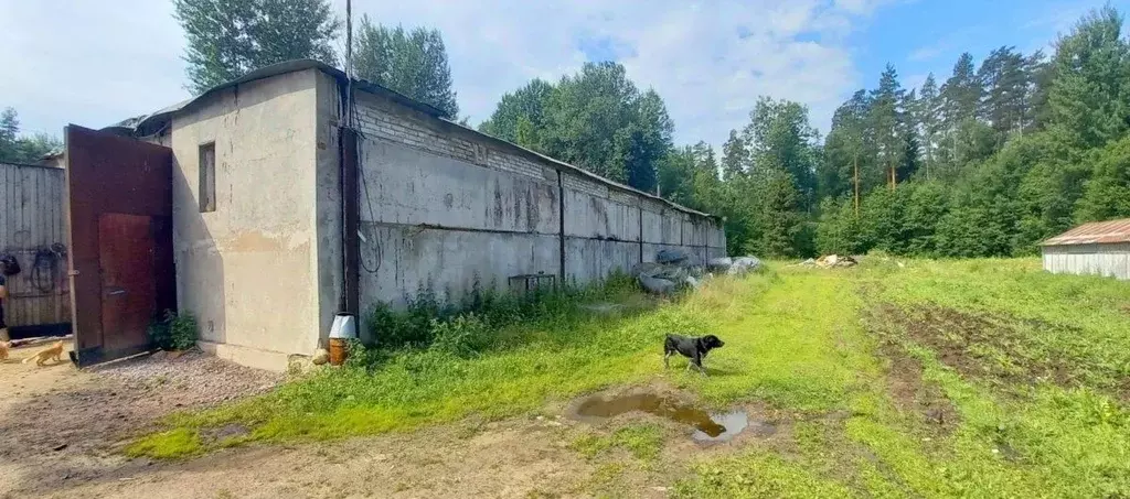 Участок в Ленинградская область, Выборгский район, Рощинское городское ... - Фото 1