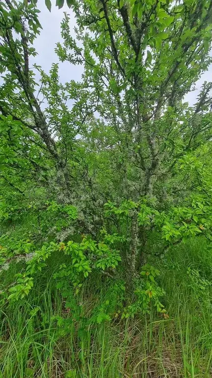 Участок 5,4 га (СНТ, ДНП) - Фото 0