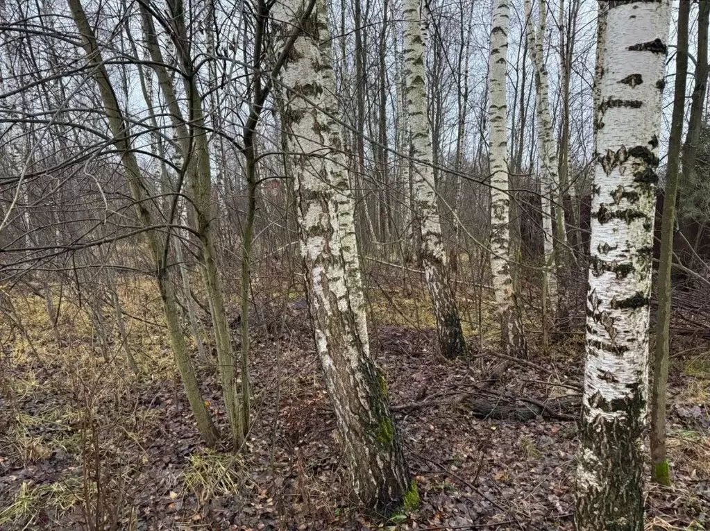 Участок в Московская область, Богородский городской округ, д. ... - Фото 0