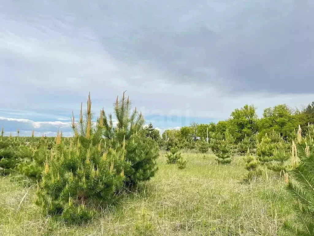 Участок в Воронежская область, Рамонский район, Новоживотинновское ... - Фото 1