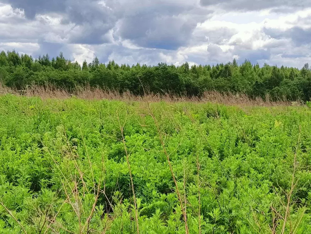 Участок в Московская область, Клин городской округ, д. Теренино  ... - Фото 1