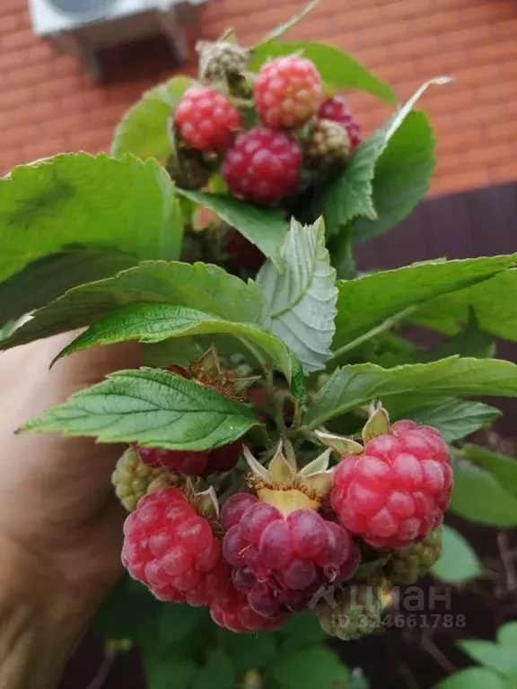 Участок в Липецкая область, Хлевенский муниципальный округ, с. ... - Фото 2