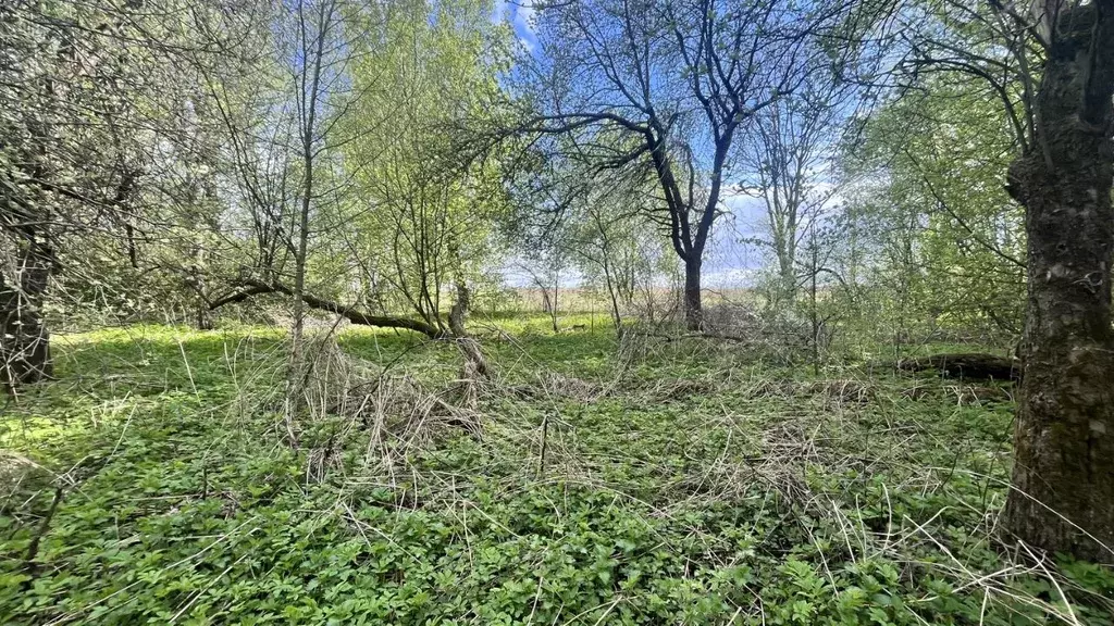 Участок в Калужская область, Жуковский муниципальный округ, Высокиничи ... - Фото 2