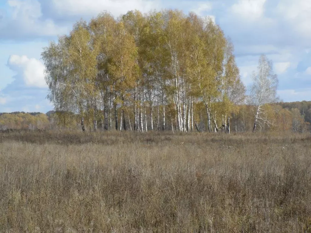 Участок в Новосибирская область, Мошковский район, с. Томилово  ... - Фото 1