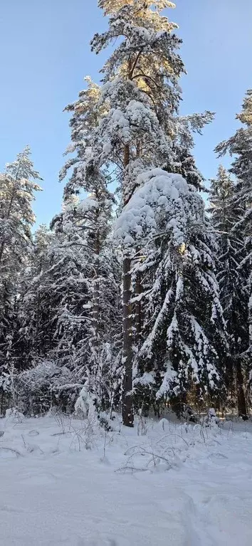 Участок в Ленинградская область, Всеволожск просп. Грибоедова (100.0 ... - Фото 2