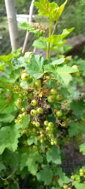Дом в Астраханская область, Астрахань Ивушка СТ, 199 (15 м) - Фото 2