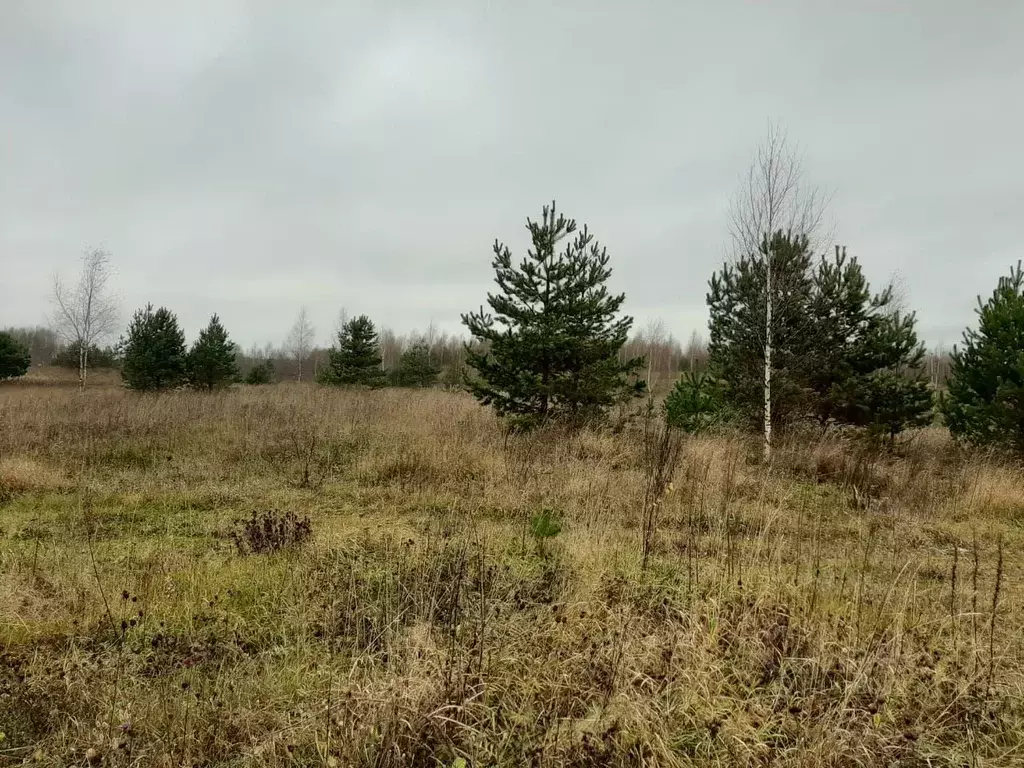 Участок в Новгородская область, Валдайский муниципальный округ, ... - Фото 2