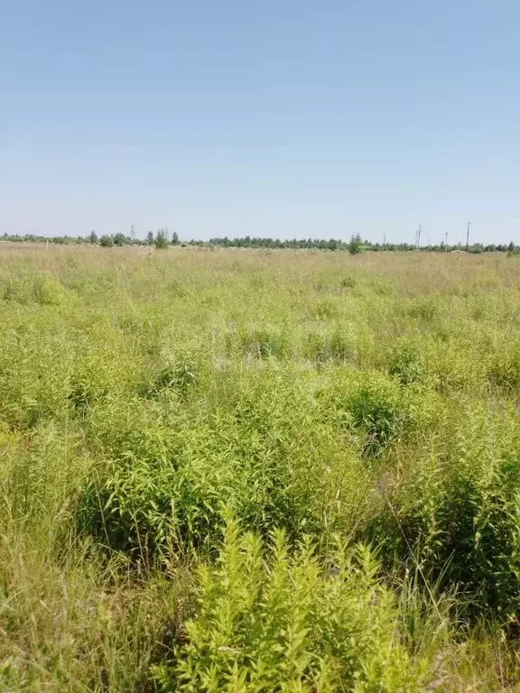 Участок в Псковская область, Псковский район, Завеличенская волость, ... - Фото 2