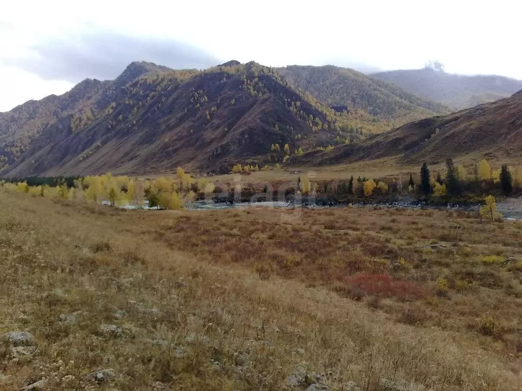 Участок в Чемальский район, село Куюс (24.15 м) - Фото 0