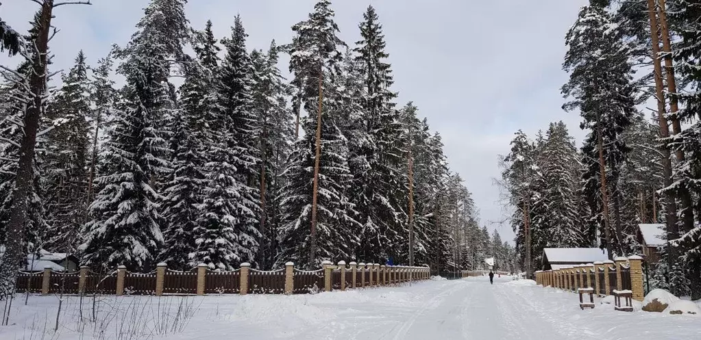 Участок в Ленинградская область, Выборгский район, Приморское ... - Фото 1